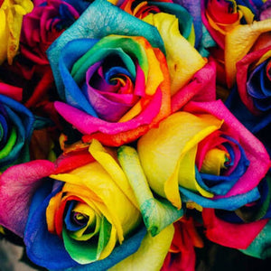 Rainbow ROSE FLOWER Seeds - ONLY PAY SHIPPING FEE