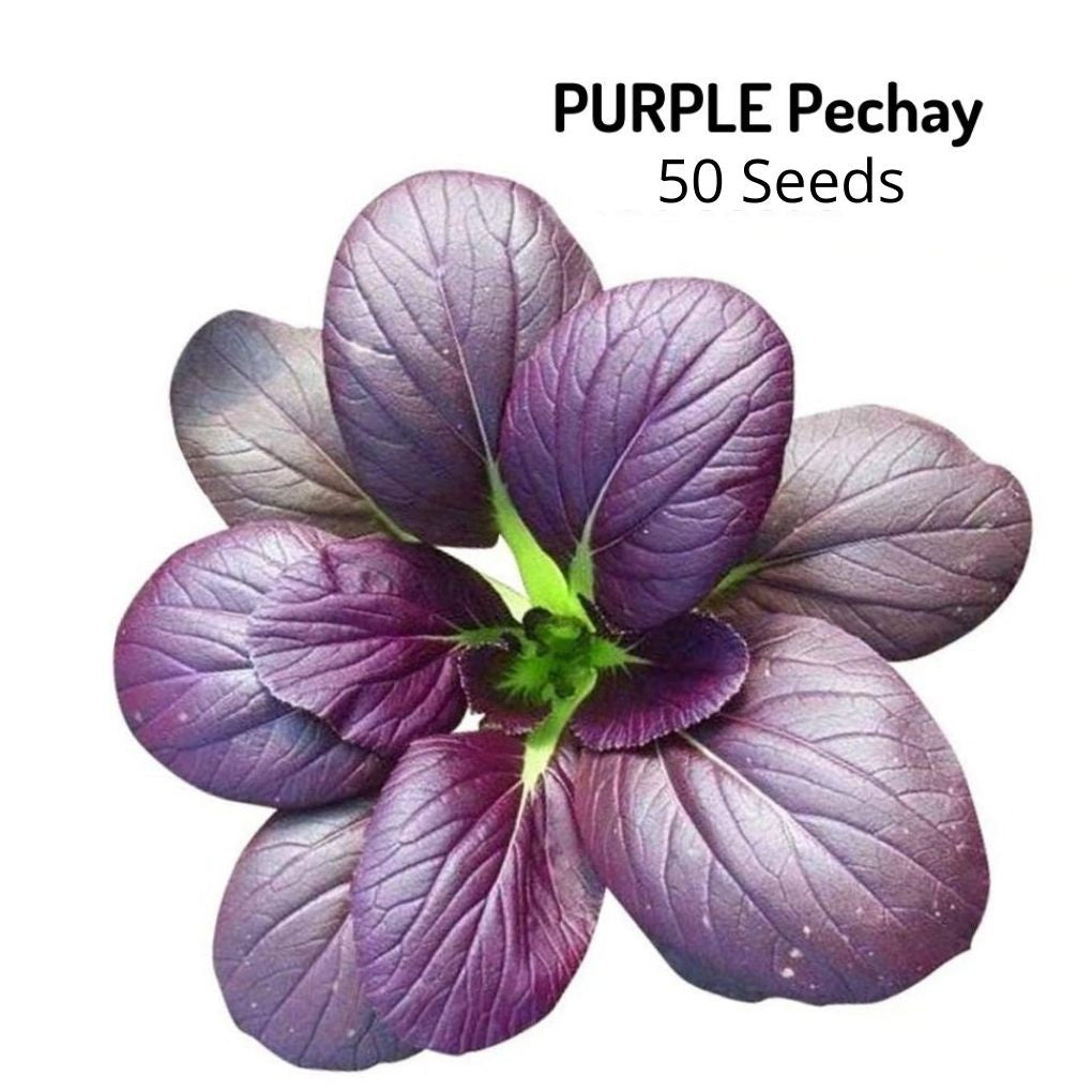 PURPLE PECHAY(Pay Only Shipping Fee)