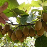 Sweet Green Kiwi Seeds (PAY ONLY SHIPPING FEE)