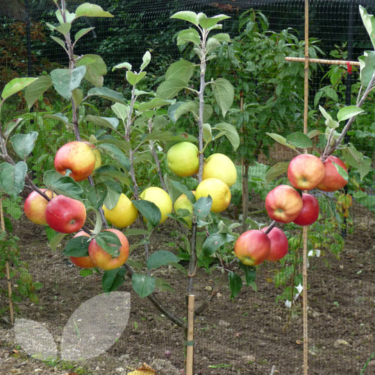 EXOTIC Dwarf Bonsai Apple Tree Seeds(PAY ONLY SHIPPING FEE)
