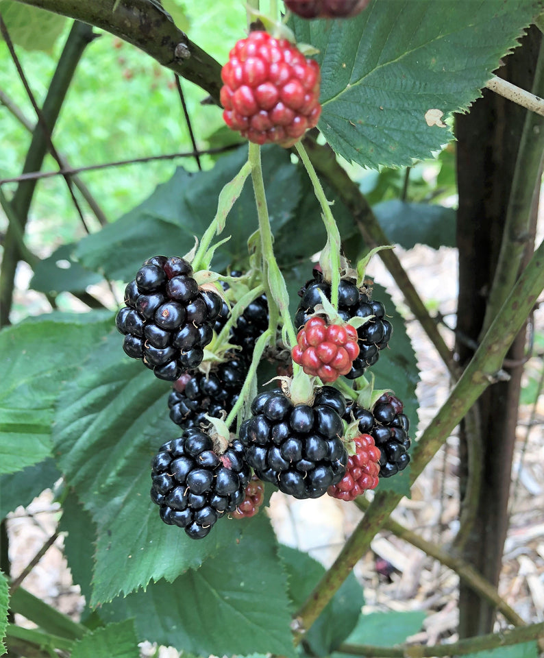 Wild BlackBerry Seeds (PAY ONLY SHIPPING FEE)