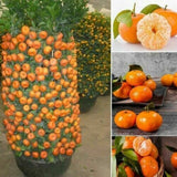 Dwarf Orange Tree Bonsai Seeds(PAY ONLY SHIPPINNG FEE)