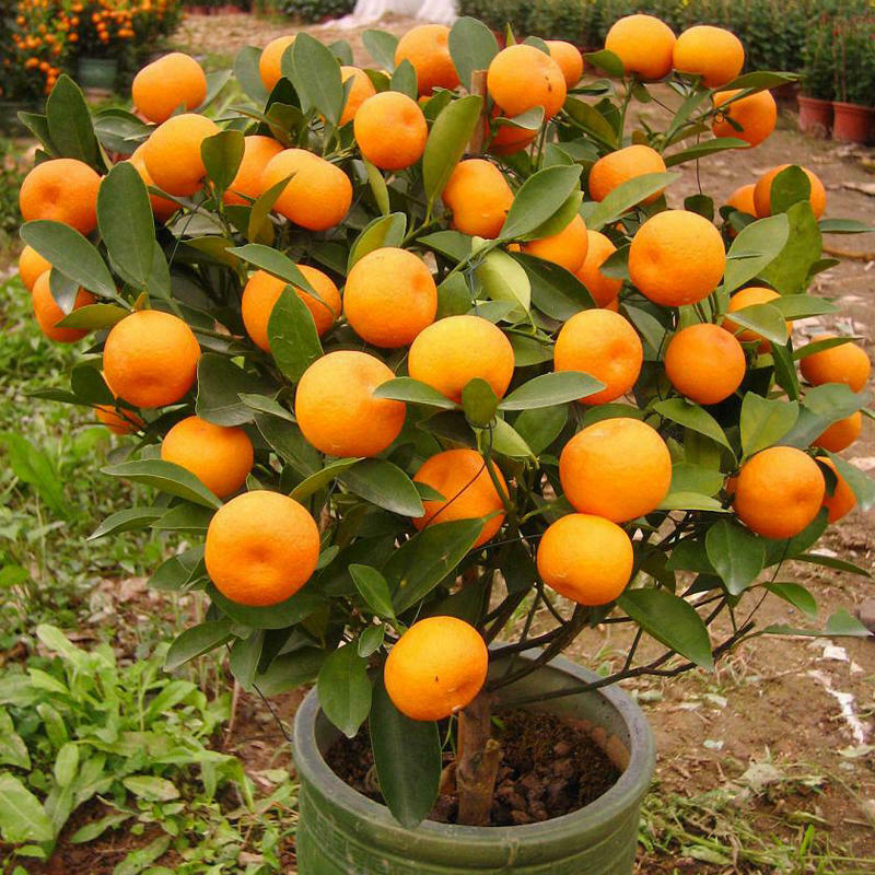 Dwarf Orange Tree Bonsai Seeds(PAY ONLY SHIPPINNG FEE)
