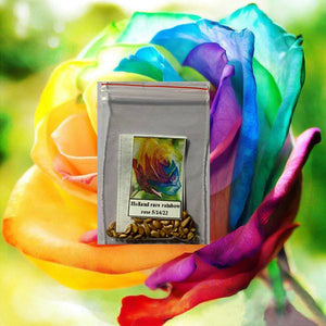Rainbow ROSE FLOWER Seeds - ONLY PAY SHIPPING FEE