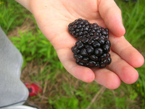 Wild BlackBerry Seeds (PAY ONLY SHIPPING FEE)