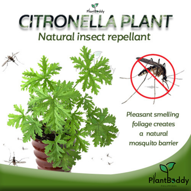 Citronella Plant Seeds (Pay Only Shipping Fee)