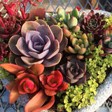 SUCCULEND PLANT SEEDS (Pay Only Shipping)
