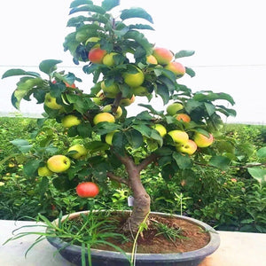 EXOTIC Dwarf Bonsai Apple Tree Seeds(PAY ONLY SHIPPING FEE)
