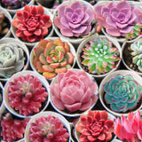 SUCCULEND PLANT SEEDS (Pay Only Shipping)